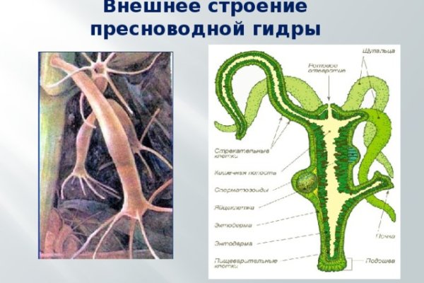 Kraken ссылка krakens13 at
