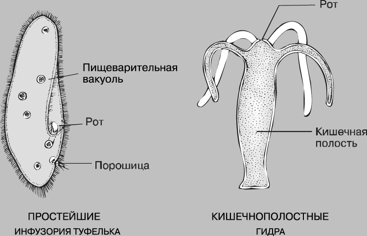 Вход на кракен